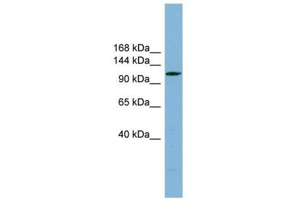 DNAAF2 antibody  (N-Term)