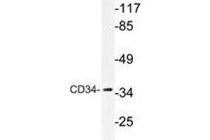 Western blot analysis of CD34 antibody in extracts from HepG2 cells. (CD34 antibody)