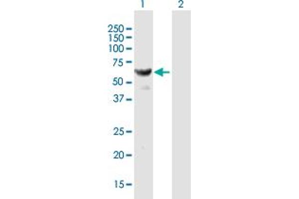 HARS1/Jo-1 antibody  (AA 1-509)