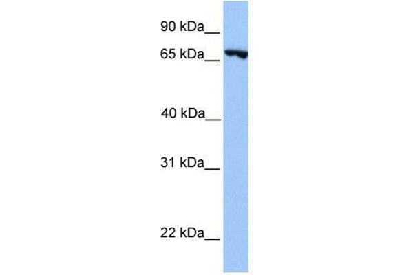 PRDM6 antibody  (N-Term)