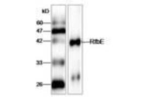 Image no. 1 for anti-E. Coli RfbE (AA 23-338) antibody (ABIN791602) (E. Coli RfbE (AA 23-338) antibody)