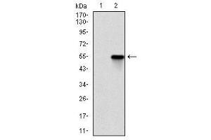 Image no. 2 for anti-rho-Associated, Coiled-Coil Containing Protein Kinase 1 (ROCK1) antibody (ABIN1500698) (ROCK1 antibody)