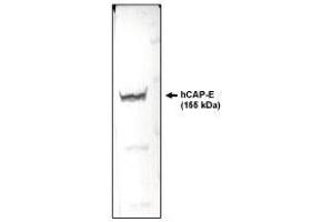 Western blotting using  CAP-E antibody on HeLa cell lysate. (SMC2 antibody  (AA 523-768))