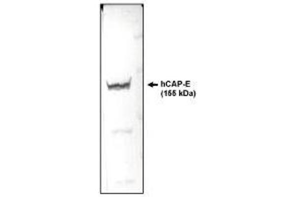 SMC2 antibody  (AA 523-768)