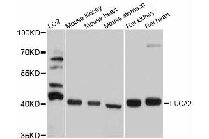 Western blot analysis of extracts of various cell lines, using FUCA2 antibody. (FUCA2 antibody)