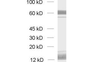 Western Blotting (WB) image for anti-Cell Adhesion Molecule 4 (CADM4) (AA 376-388) antibody (ABIN1742494) (Cell Adhesion Molecule 4 antibody  (AA 376-388))