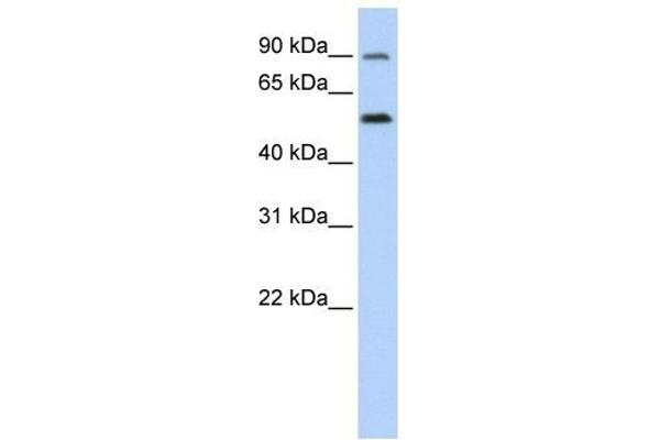 SLC41A1 antibody  (N-Term)