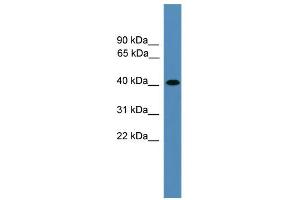 WB Suggested Anti-AIMP2 Antibody Titration: 0. (AIMP2 antibody  (Middle Region))