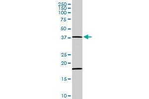 MAPK14 MaxPab rabbit polyclonal antibody. (MAPK14 antibody  (AA 1-360))