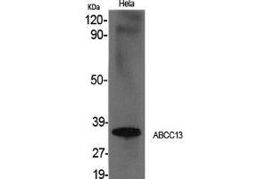 Western Blot (WB) analysis of specific cells using ABCC13 Polyclonal Antibody. (ABCC13 antibody  (Internal Region))