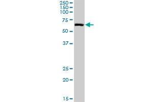 NARS antibody  (AA 1-548)