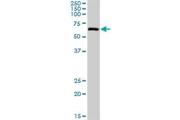 NARS antibody  (AA 1-548)