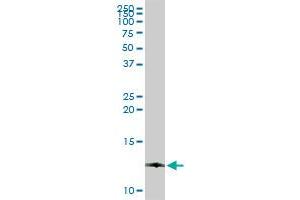 DDT MaxPab rabbit polyclonal antibody. (DDT antibody  (AA 1-118))