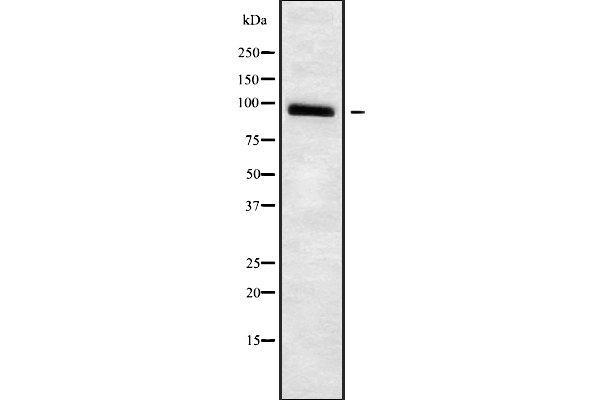 Adam23 antibody  (C-Term)
