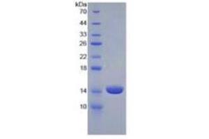 SDS-PAGE of Protein Standard from the Kit (Highly purified E. (Luteinizing Hormone ELISA Kit)