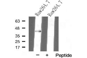 Western blot analysis of AurB expression in Raw264. (Aurora Kinase B antibody)