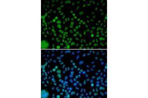 Immunofluorescence (IF) image for anti-Interferon Regulatory Factor 2 (IRF2) (AA 120-349) antibody (ABIN6219659) (IRF2 antibody  (AA 120-349))