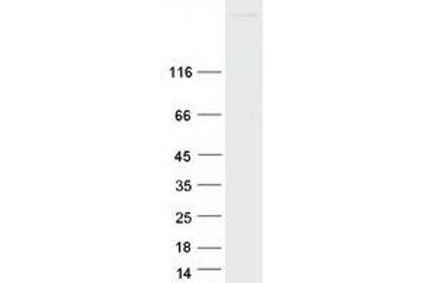 Stabilin 2 (STAB2) protein (Myc-DYKDDDDK Tag)