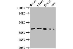 Western Blot Positive WB detected in: Zebrafish heart tissue, Zebrafish liver tissue, Zebrafish brain tissue, Zebrafish eye tissue All lanes: fas antibody at 3. (FAS antibody  (AA 185-293))