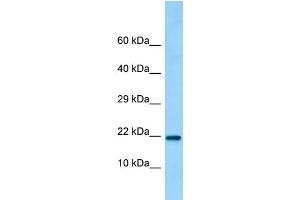 Host: Rabbit Target Name: C15orf53 Sample Type: 293T Whole Cell lysates Antibody Dilution: 1. (C15ORF53 antibody  (C-Term))
