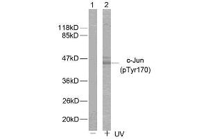 Western blot analysis of extracts from HeLa cells using c-Jun (phospho-Tyr170) antibody (E011023). (C-JUN antibody  (pTyr170))