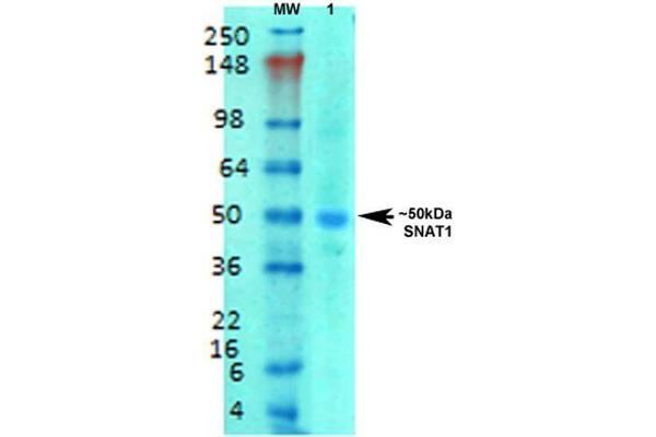 SLC38A1 antibody  (AA 1-63) (Biotin)