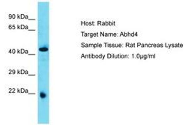 ABHD4 抗体  (AA 80-129)