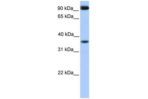 DCUN1D4 antibody