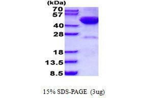 DRAK2 Protein