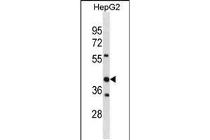 Western blot analysis in HepG2 cell line lysates (35ug/lane). (STOML2 antibody  (AA 161-189))