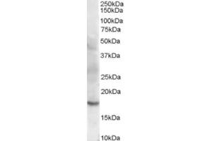 Western Blotting (WB) image for anti-Cofilin 2 (CFL2) (C-Term) antibody (ABIN2465196) (Cofilin 2 antibody  (C-Term))