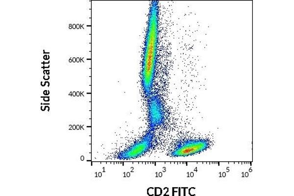 CD2 antibody  (FITC)