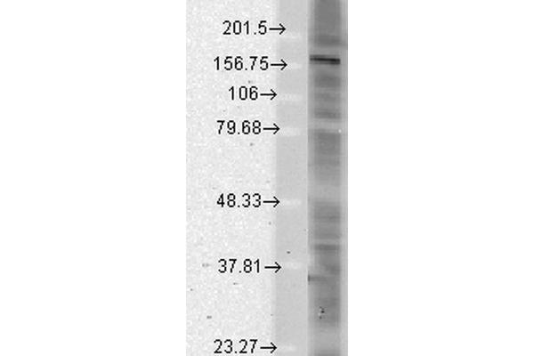 SHANK2 antibody  (AA 84-309) (HRP)