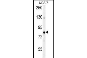 Western blot analysis in MCF-7 cell line lysates (35ug/lane). (OXR1 antibody  (AA 596-625))