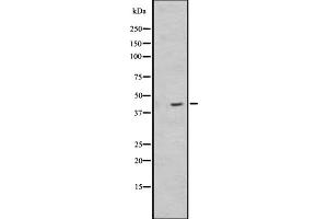 Western blot analysis of NPSR1 expression in HEK293 cells ,The lane on the left is treated with the antigen-specific peptide. (NPSR1 antibody  (Internal Region))