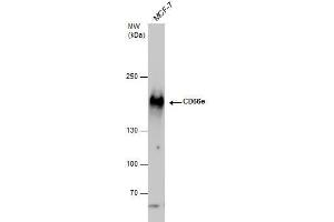 WB Image CD66e antibody detects CD66e protein by western blot analysis. (CEACAM5 antibody)