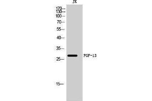 Western Blotting (WB) image for anti-Fibroblast Growth Factor 17 (FGF17) (Internal Region) antibody (ABIN6287202) (FGF17 antibody  (Internal Region))