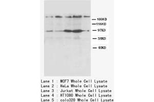 Image no. 1 for anti-Chemokine (C-X-C Motif) Receptor 4 (CXCR4) (N-Term) antibody (ABIN1495138) (CXCR4 antibody  (N-Term))