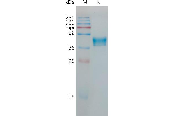 HCRTR1 Protein (AA 1-46) (Fc Tag)