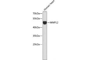 Western blot analysis of extracts of Human heart using MMP12 Polyclonal Antibody. (MMP12 antibody)