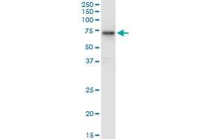 HEXA monoclonal antibody (M06A), clone 3D1. (Hexosaminidase A antibody  (AA 1-529))