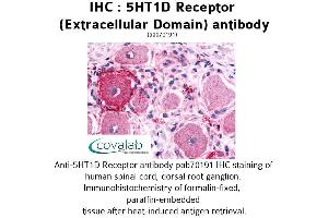 Image no. 1 for anti-Serotonin Receptor 1D (HTR1D) (2nd Extracellular Domain) antibody (ABIN1731349) (5HT1D antibody  (2nd Extracellular Domain))