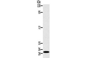 Western Blotting (WB) image for anti-RAB27A, Member RAS Oncogene Family (RAB27A) antibody (ABIN2430691) (RAB27A antibody)