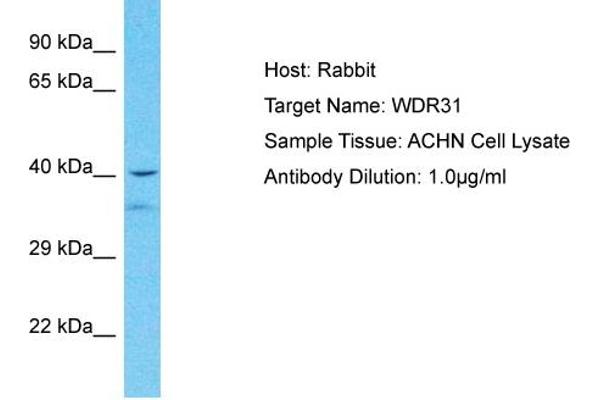 WDR31 antibody  (Middle Region)