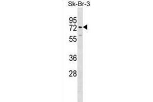 Western Blotting (WB) image for anti-Sialic Acid Binding Ig-Like Lectin 5 (SIGLEC5) antibody (ABIN2998610) (SIGLEC5 antibody)