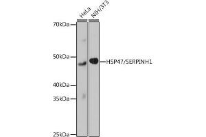 Western blot analysis of extracts of various cell lines, using HSP47/SERPINH1 Rabbit mAb (ABIN7270238) at 1:1000 dilution. (SERPINH1 antibody)