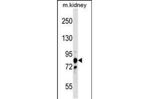 Western blot analysis in mouse kidney tissue lysates (35ug/lane). (PNPT1 antibody  (AA 284-311))