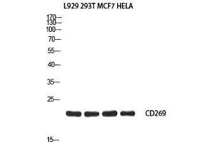 Western Blot (WB) analysis of L929 293T MCF7 HeLa using CD269 antibody. (BCMA antibody)