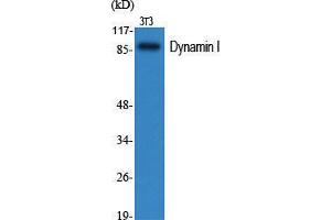 Western Blot (WB) analysis of specific cells using Dynamin I Polyclonal Antibody. (Dynamin 1 antibody  (Ser307))