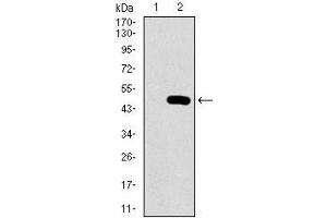 Western Blotting (WB) image for anti-Prosaposin (PSAP) (AA 325-524) antibody (ABIN1098150)